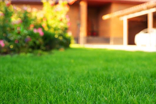 How Your Lawn Contributes to a Greener, Cooler, Healthier Earth